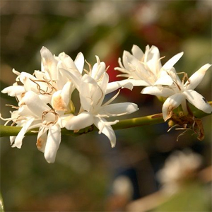 Floral Aroma
