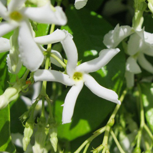 Star Jasmine