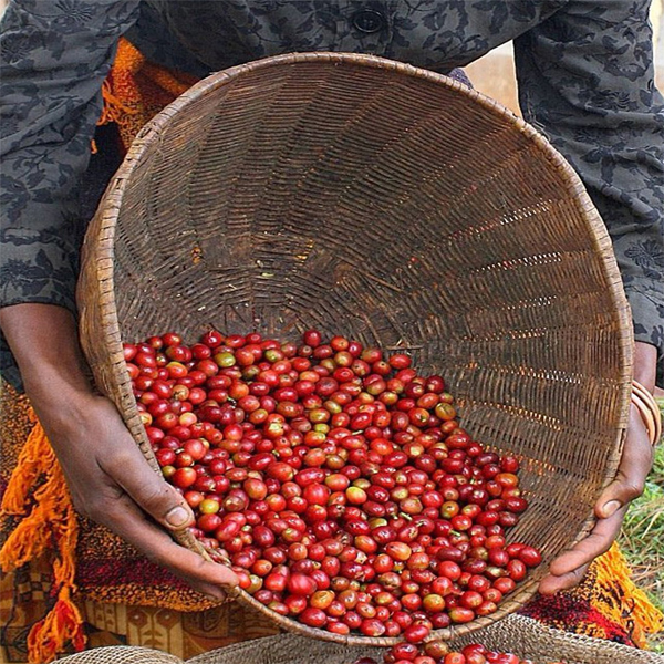 Burundi Kayanza - Nemba