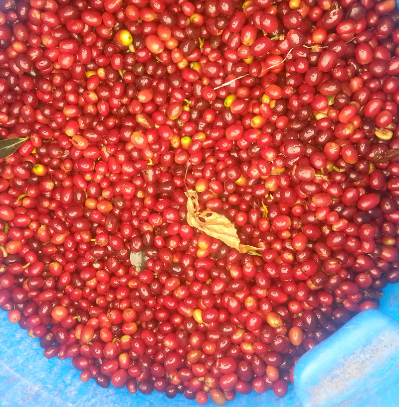 Colombia Antioquia - Decaf