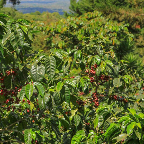El Salvador Chalatenango - La Esperanza Decaf
