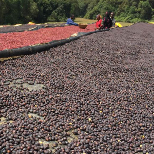 Ethiopia Guji - Tebe Taye Decaf