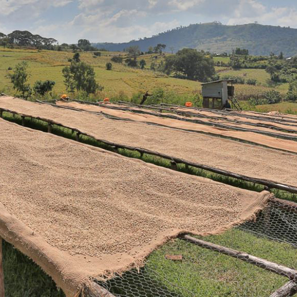 Ethiopia Limu - Musa Aba Lulesa
