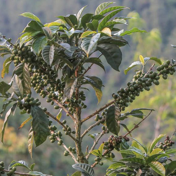 Guatemala Huehuetenango - Bojonalito