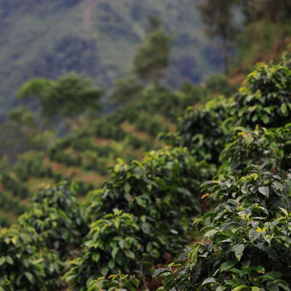 Guatemala Huehuetenango - Evelia Gomez (Half Pound ROASTED 4/10/2018)