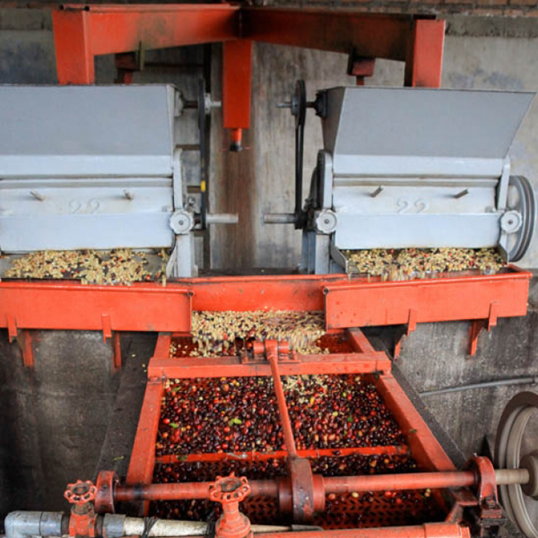 Guatemala Antigua - Pulcal Inteligente (1/2lb Special)