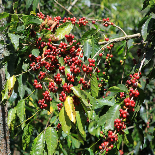 Guatemala Huehuetenango - Bojonalito