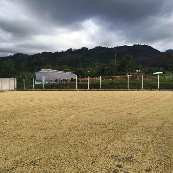 Honduras Copan Organic