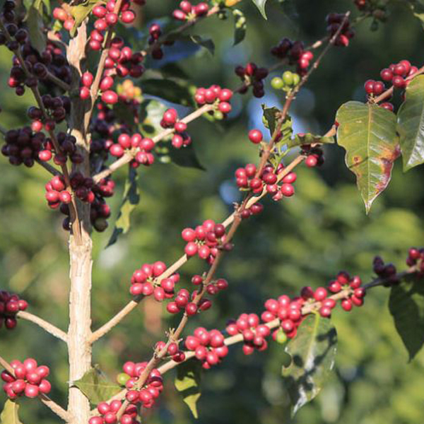 Honduras Corquin - Granjeros de Corquin Organic