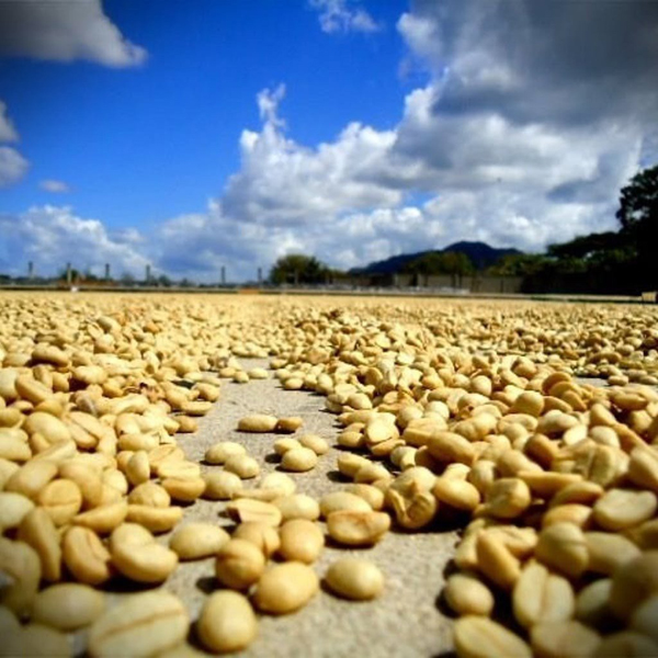 Mexico Chiapas - Belisario Organic