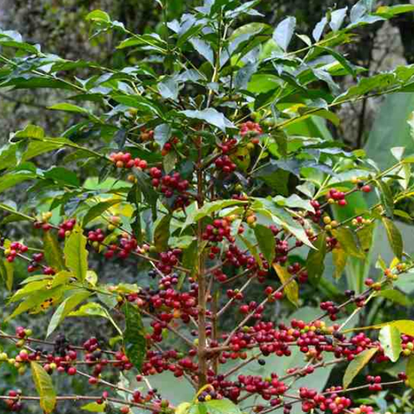 Peru - Organic Royal Select Decaf