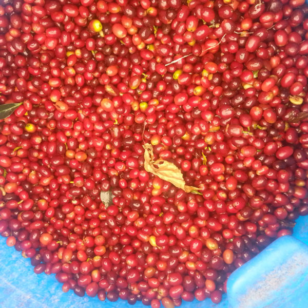 Peru Cajamarca - Sol y Cafe Cooperative Organic Decaf