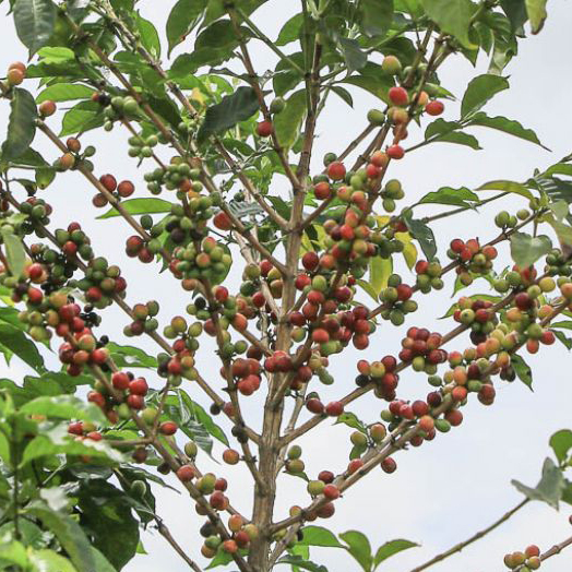 Burundi Kayanza - Dusangirijambo
