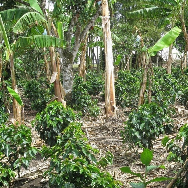 Colombia Cauca - Excelso Decaf