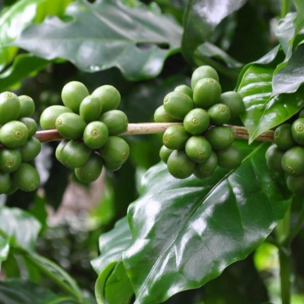 Colombia Nariño - Bodhi