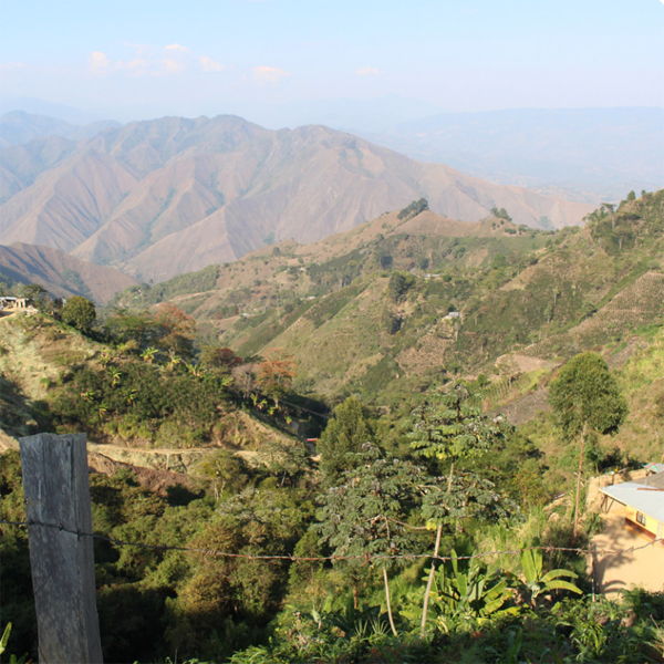 Colombia Santander - La Pradera Estate Organic