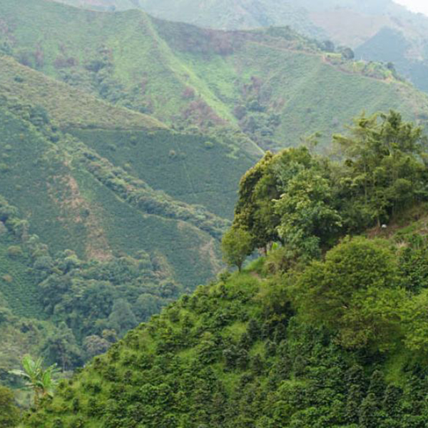 Colombia Tolima - China Alta 2025