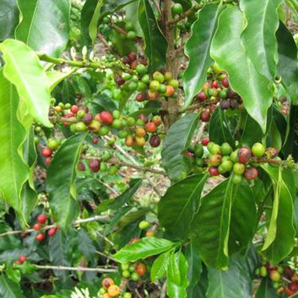 Colombia Nariño - El Tambo