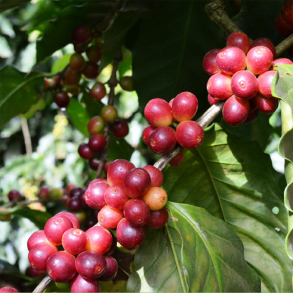 Costa Rica Tarrazu - La Pastora