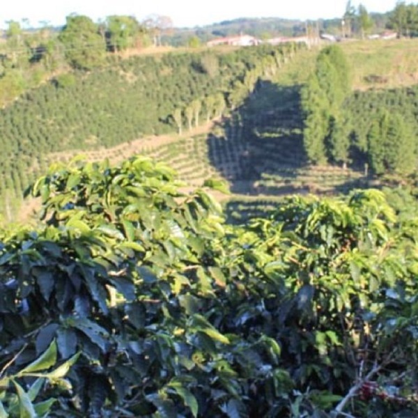 Costa Rica West Valley - Finca Salaca