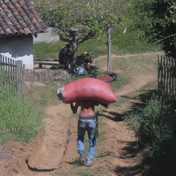El Salvador Ahuachapan - Apaneca Finca Miravalle