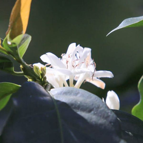 El Salvador Ahuachapan - Finca Miravalles Icatu