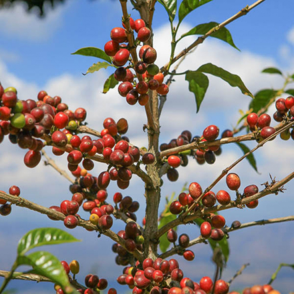 El Salvador Chalatenango - La Esperanza