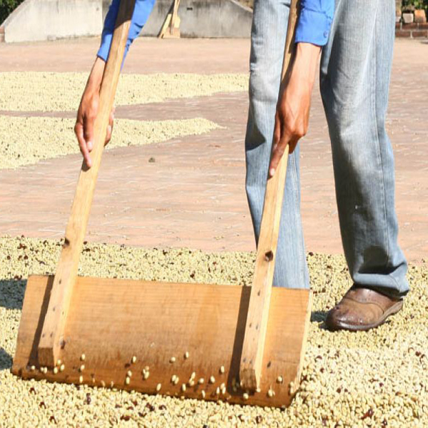 El Salvador Nejapa - Finca El Cipres