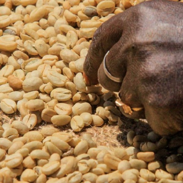 Ethiopia Agaro - Geta Bore Organic