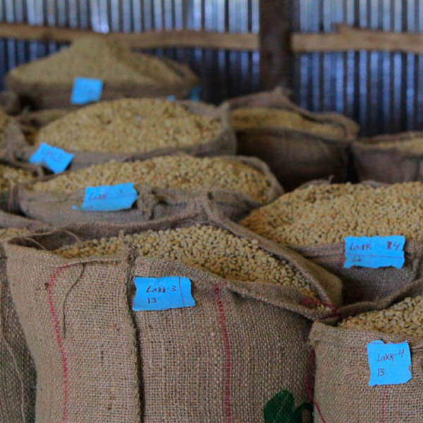 Ethiopia Gera - Jimma Decaf