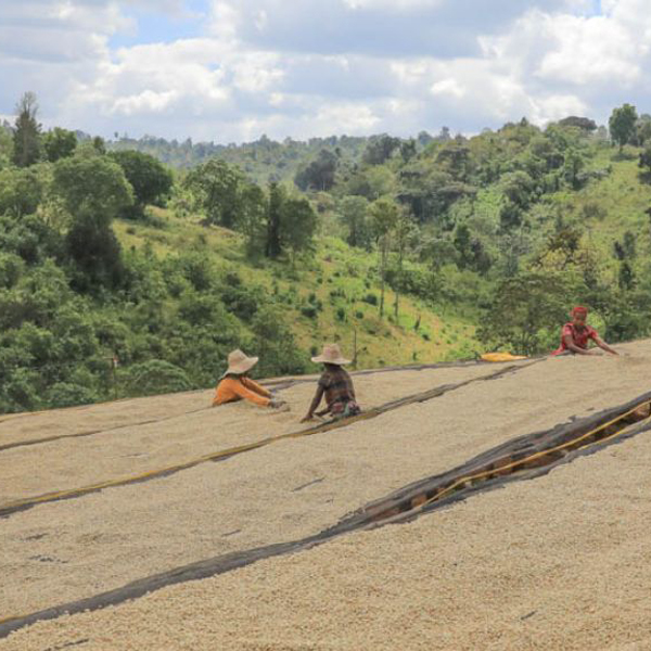 Ethiopia Guji - Hambela Dabaye 2024