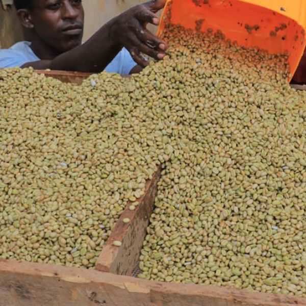 Ethiopia Guji - Benti Nenka