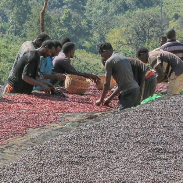 Ethiopia Guji - Gorebeti Decaf