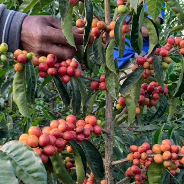 Ethiopia Jimma - Miirabawi Buna Decaf