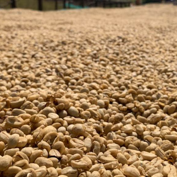 Ethiopia Kafa - Bitta Farm Decaf