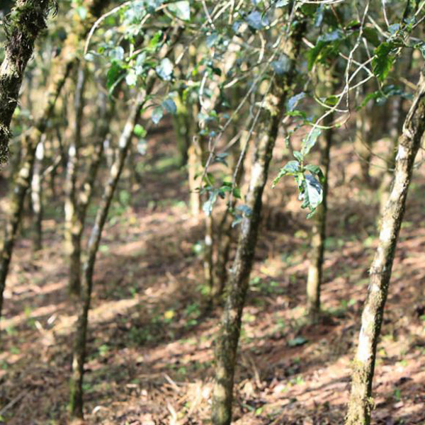 Ethiopia Kaffa - SWP Decaf