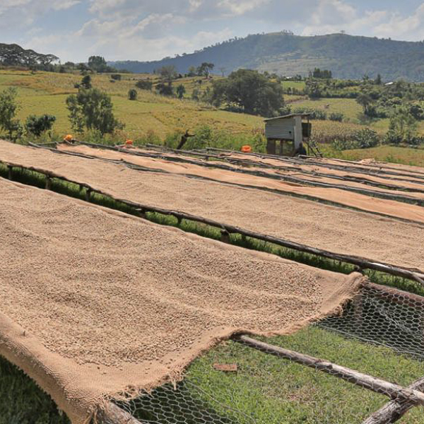 Ethiopia Sidama - Nansebo Arsi Werka
