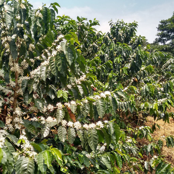 Ethiopia Sidamo Decaf