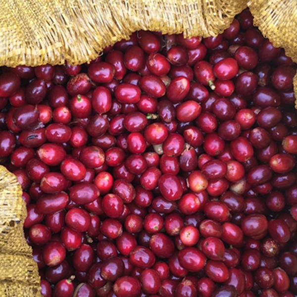 Ethiopia Sidamo - Natural WP Decaf
