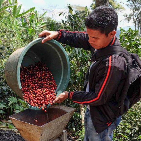 Flores - Laga Lizu Decaf