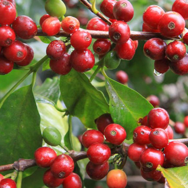 Guatemala Antigua - Bourboncito
