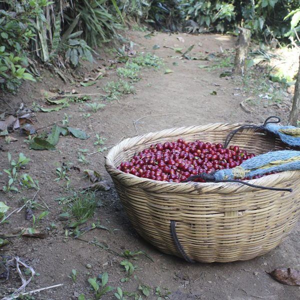 Honduras La Paz - Marcala Especial Microlot (half pound)
