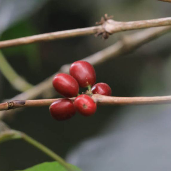 Java - Siki Alit
