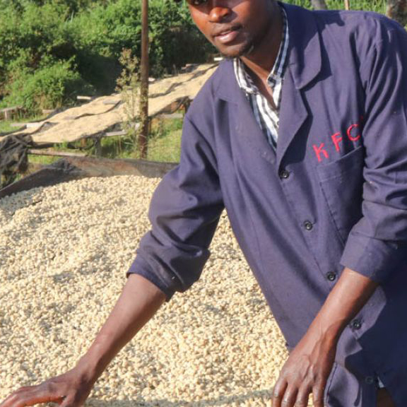 Kenya Embu --  Ngerwe AA