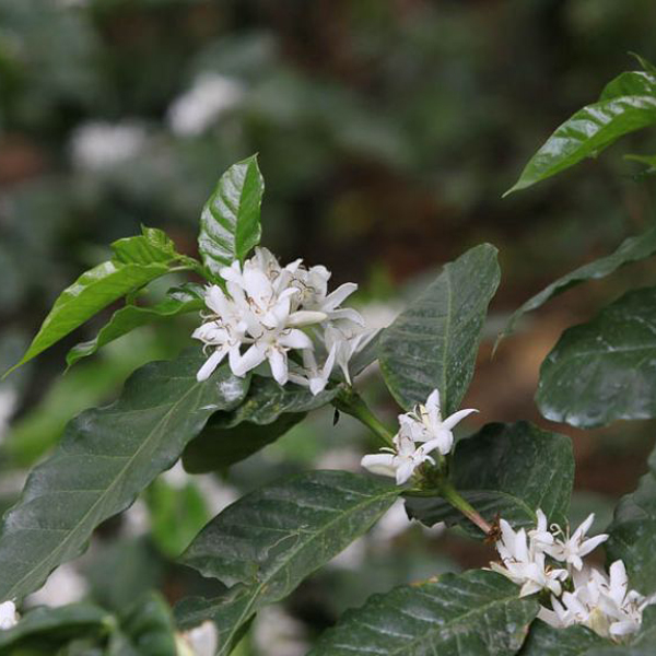 Mexico Chiapas - Sierra Mariscal
