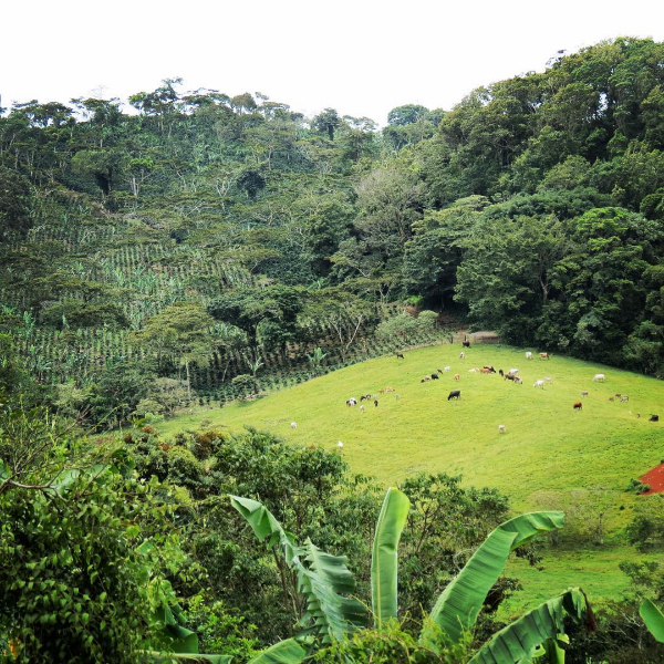Nicaragua Jinotega - Don Felipe Estate direct trade (half pound)