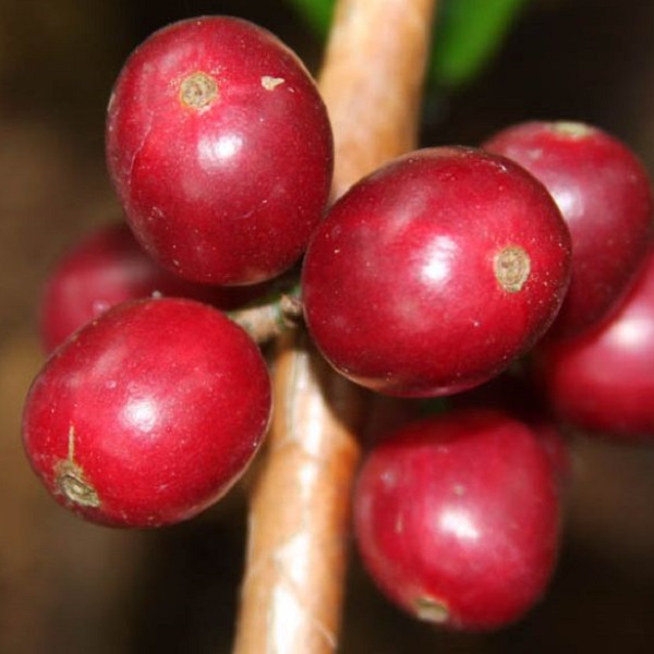 Panama Boquete - La Gloria Estate