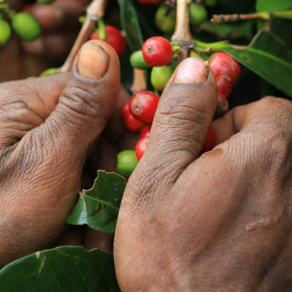 Papua New Guinea - Kainantu Ramu