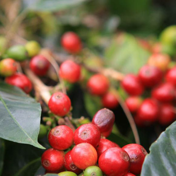 Papua New Guinea - Kuta Waghi
