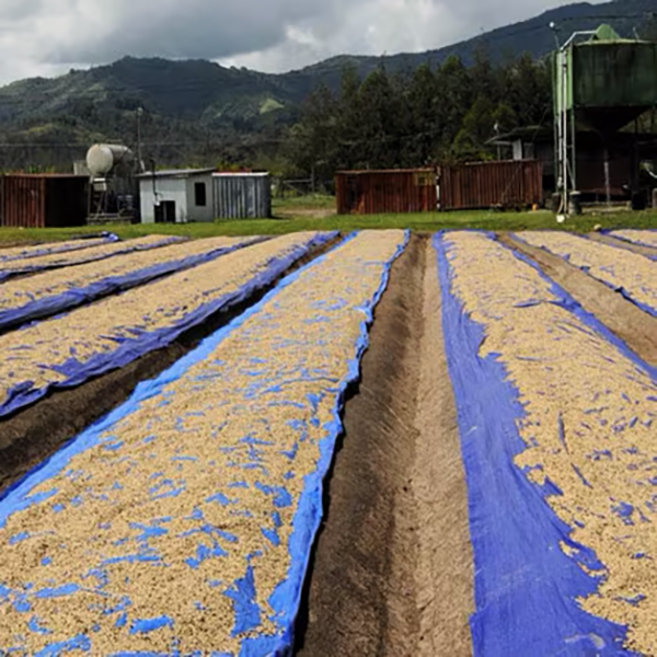Papua New Guinea - Highland Peaberry